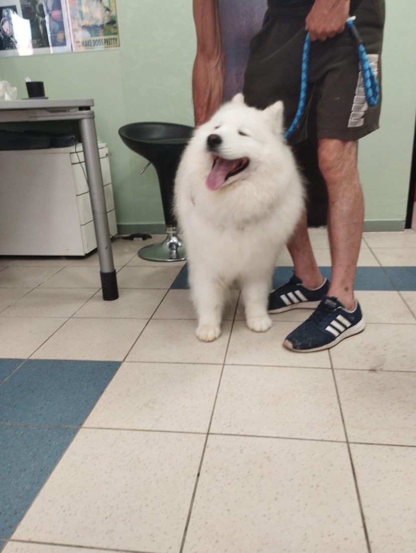 Bijeli špic s vlasnikom u salonu