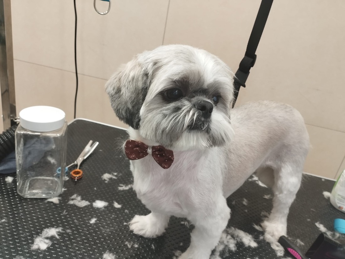 Shih tzu s crvenom mašnom nakon šišanja