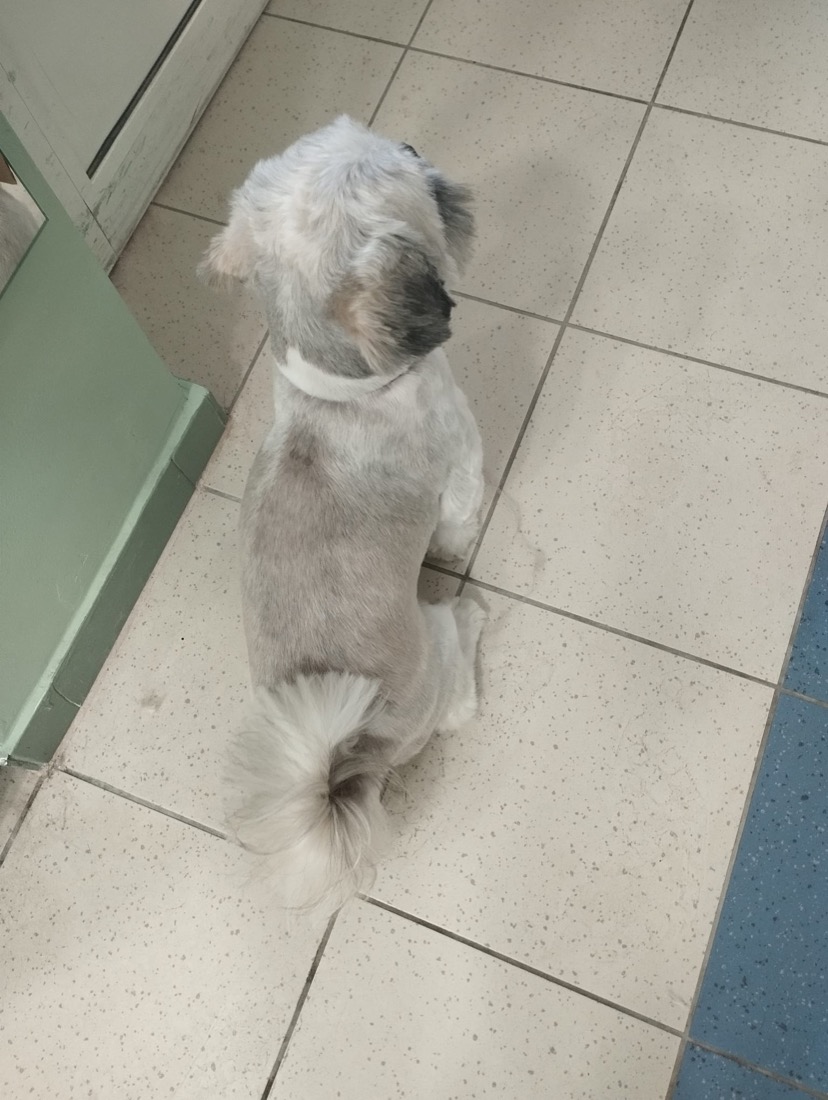 Pahuljasti terijer u salonu